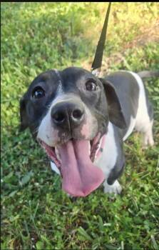Dachshund and Terrier Dogs Available for Adoption in Portland, Oregon - Beetlejuice | PetCurious