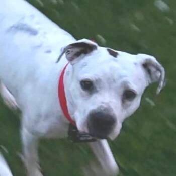 Cavalier -  Pit Bull Terrier Dog for Adoption in Albert Lea, Minnesota - Cavalier | PetCurious