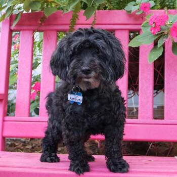 Marco Polo -  Yorkshire Terrier and Mixed Breed Dog for Adoption in Wake Forest, North Carolina - Marco Polo | PetCurious