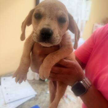 Yvette -  Mixed Breed Dog for Adoption in Corinth, Mississippi - Yvette | PetCurious