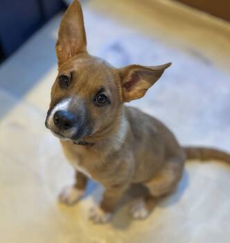 Hound Dogs Available for Adoption - Winchester FH | PetCurious