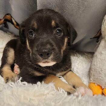Ingrid -  Shepherd Dog for Adoption in Alpine, Texas - Ingrid | PetCurious