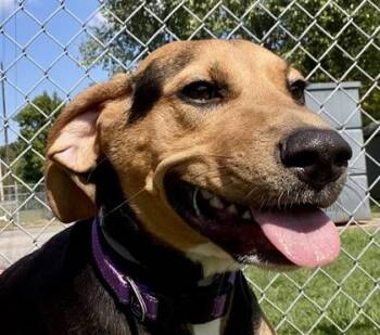 Bonnie -  Coonhound Dog for Adoption in Glasgow, Kentucky - Bonnie | PetCurious