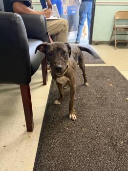 Sylvester -  Catahoula Leopard Dog Dog for Adoption in Mobile, Alabama - Sylvester | PetCurious
