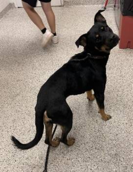 Lotus -  Mixed Breed Dog for Adoption in Kansas City, Missouri - Lotus | PetCurious