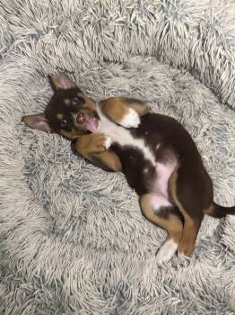Lucy -  Mixed Breed Dog for Adoption in Saskatoon, Saskatchewan - Lucy | PetCurious