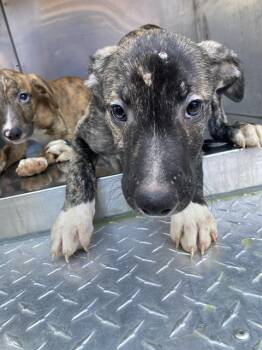 TIGRIOUS -  Mixed Breed Dog for Adoption in Dallas, Texas - TIGRIOUS | PetCurious