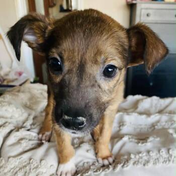 Terrier Dogs Available for Adoption - Bentley - *Available 2/28* Costa Mesa Location | PetCurious