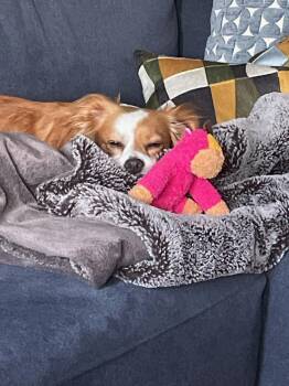 Terrier Dogs Available for Adoption in Plainfield, Illinois - Zara | PetCurious