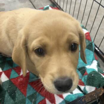Hound and Labrador Retriever Dogs Available for Adoption in Parrish, Alabama - Booboo | PetCurious