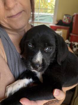 Lunaria -  Terrier and Labrador Retriever Dog for Adoption in Lakeland, Florida - Lunaria | PetCurious