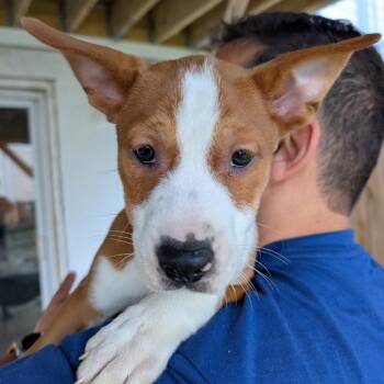 Mixed Breed Dogs Available for Adoption in Rockville, Maryland - Cheese | PetCurious