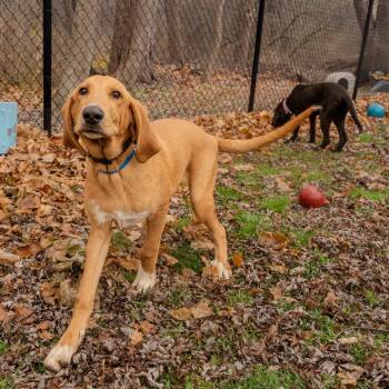 Rescue Bloodhound Dogs for Adoption in Pawling, New York - Rex | PetCurious
