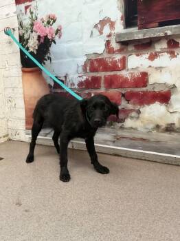 Chihuahua and Mixed Breed Dogs Available for Adoption in San Bernardino, California - SHANNON | PetCurious