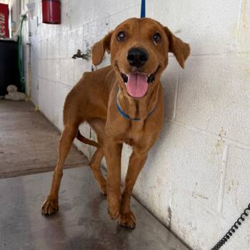 Maeby -  Mixed Breed Dog for Adoption in Edinburg, Texas - Maeby | PetCurious
