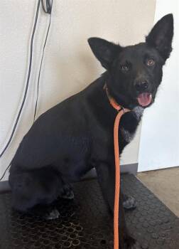 German Shepherd Dog and Catahoula Leopard Dog Dogs Available for Adoption in Ontario, California - DELILAH | PetCurious
