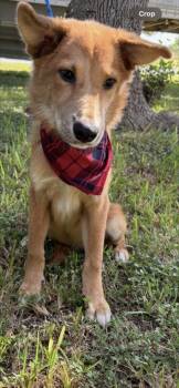 Rescue Golden Retriever and Mixed Breed Dogs for Adoption in Schertz, Texas - Cooper | PetCurious