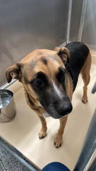 Cam-bam -  German Shepherd Dog and Mixed Breed Dog for Adoption in Burgaw, North Carolina - Cam-bam | PetCurious