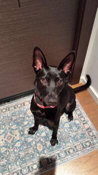 Shelby -  Mountain Dog Dog for Adoption in Vancouver, British Columbia - Shelby | PetCurious