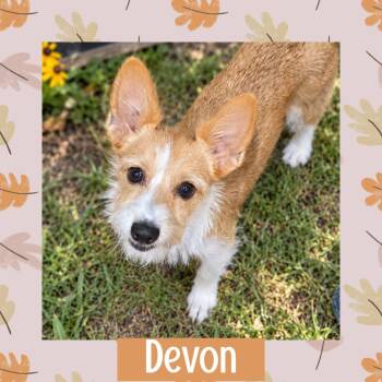 Devon -  Corgi and Terrier Dog for Adoption in Littleton, Colorado - Devon | PetCurious
