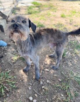 Klaus -  Miniature Schnauzer and Mixed Breed Dog for Adoption in Severance, Colorado - Klaus | PetCurious