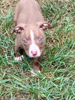 Maddie -  American Staffordshire Terrier Dog for Adoption in Grand Rapids, Michigan - Maddie | PetCurious