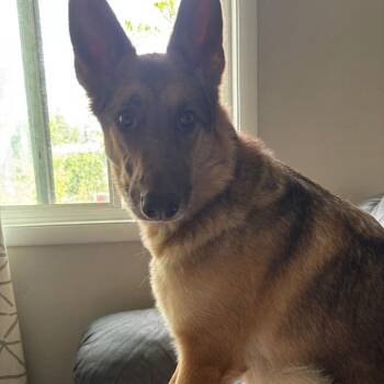 German Shepherd Dog Dogs Available for Adoption in Idaho Falls, Idaho - Rhea | PetCurious