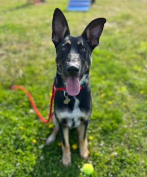 Rescue German Shepherd Dog Dogs for Adoption in New London, Wisconsin - Leroy | PetCurious