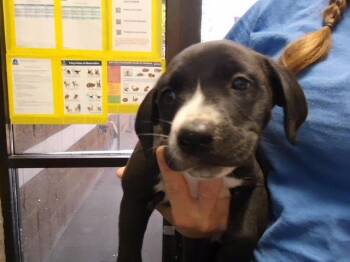 RIVER -  Pit Bull Terrier and Mixed Breed Dog for Adoption in Tulsa, Oklahoma - RIVER | PetCurious