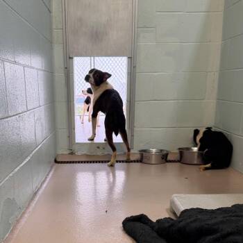 Bubbles -  Mixed Breed Dog for Adoption in Newark, New Jersey - Bubbles | PetCurious