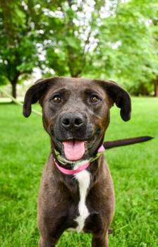 Lizzette -  Retriever and Mixed Breed Dog for Adoption in Yakima, Washington - Lizzette | PetCurious