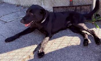 Rescue Labrador Retriever Dogs for Adoption in Gary, Indiana - Rocky | PetCurious