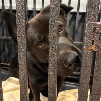 Chapo -  Shepherd and Mixed Breed Dog for Adoption in Abilene, Texas - Chapo | PetCurious