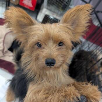 Ears -  Yorkshire Terrier Dog for Adoption in West Plains, Missouri - Ears | PetCurious
