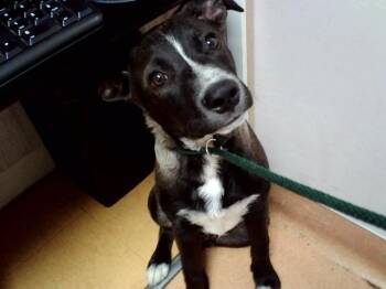 CHASE -  Australian Cattle Dog Blue Heeler and Mixed Breed Dog for Adoption in Martinez, California - CHASE | PetCurious