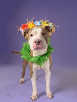 Franklyn -  Mixed Breed Dog for Adoption in Atlanta, Georgia - Franklyn | PetCurious