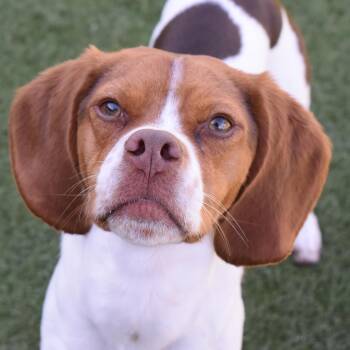 Meatloaf -  Beagle Dog for Adoption in Auburn, Nebraska - Meatloaf | PetCurious