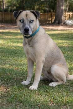 Anatolian Shepherd Dogs Available for Adoption in Semmes, Alabama - Elvis | PetCurious