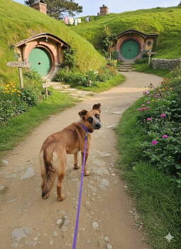 Rescue Mixed Breed Dogs for Adoption in Las Vegas, New Mexico - Bilbo | PetCurious