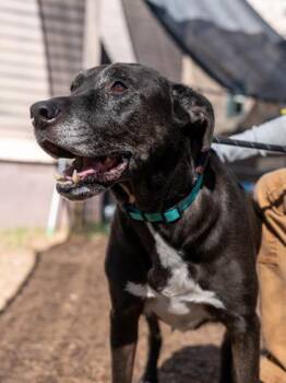 Mixed Breed Dogs Available for Adoption in Chamblee, Georgia - Fitz | PetCurious