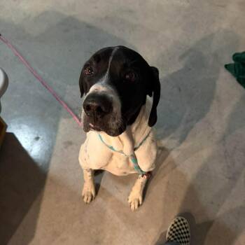 Great Dane and German Shorthaired Pointer Dogs Available for Adoption in Bullard, Texas - Wilbur | PetCurious
