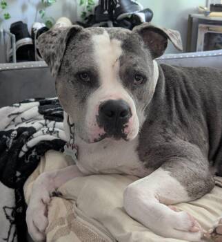 Stone -  American Staffordshire Terrier Dog for Adoption in Salem, New Hampshire - Stone | PetCurious