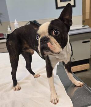 Boston Terrier Dogs Available for Adoption in Murphysboro, Illinois - Spike | PetCurious