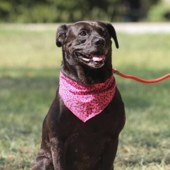 Willa -  Black Labrador Retriever and Pit Bull Terrier Dog for Adoption in Columbia, South Carolina - Willa | PetCurious