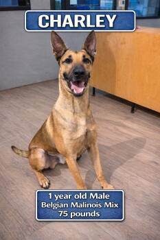 Belgian Shepherd Malinois Dogs Available for Adoption - CHARLEY  – 1 YEAR MALE BELGIAN MALINOIS  | PetCurious