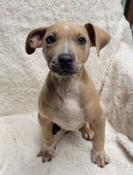 Leona -  Pit Bull Terrier Dog for Adoption in Lisbon, Ohio - Leona | PetCurious