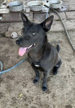 German Shepherd Dog and Bull Terrier Dogs Available for Adoption in Round Rock, Texas - Manny | PetCurious