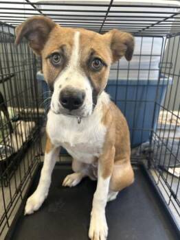 Jolene -  Hound and Mountain Cur Dog for Adoption in West Memphis, Arkansas - Jolene | PetCurious
