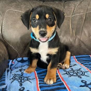 Valor -  Mixed Breed Dog for Adoption in Allentown, Pennsylvania - Valor | PetCurious