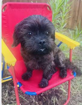 Baby -  Shih Tzu Dog for Adoption in San Antonio, Texas - Baby | PetCurious